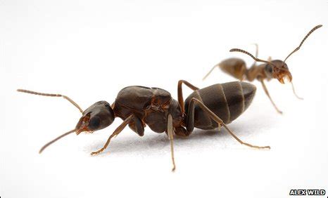 ant mega colony|buy live ants with queen.